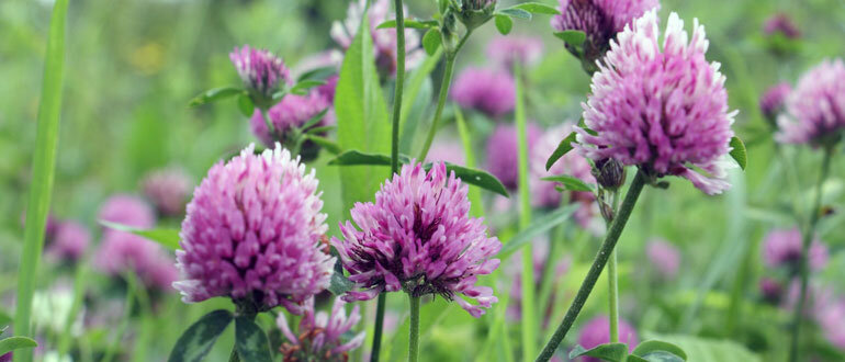 Клевер сидерат из семейства бобовых