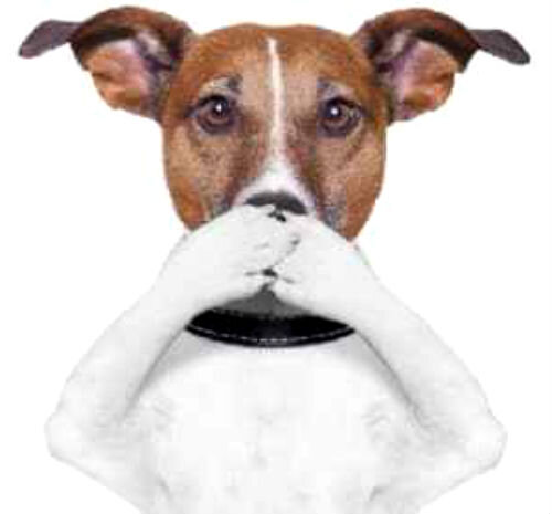 Причины запаха ацетона изо рта у собаки: разбираемся в проблеме