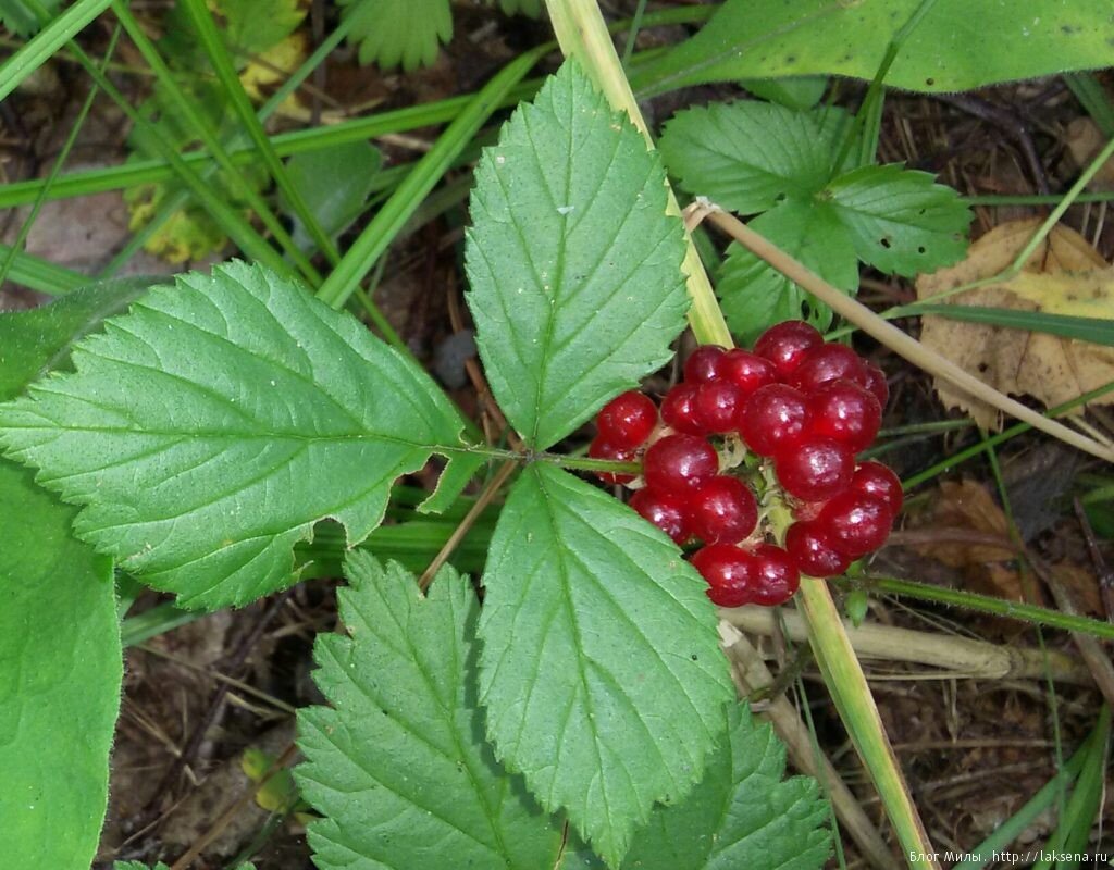 Где «обитает» костяника?
Многие не знают, где растет костяника. А произрастает она на Кавказе, в Азии, Европе, Америке, России (Сибири). Встречается на опушках леса, в степной, горной местности на высоте до 2400 метров, любит она скалистые места и щелочные почвы, богатые гумусом. Потому называют ее костяника каменистая, малина скальная, каменка.

