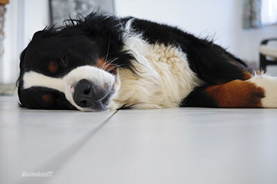 Симптомы туберкулеза у собак