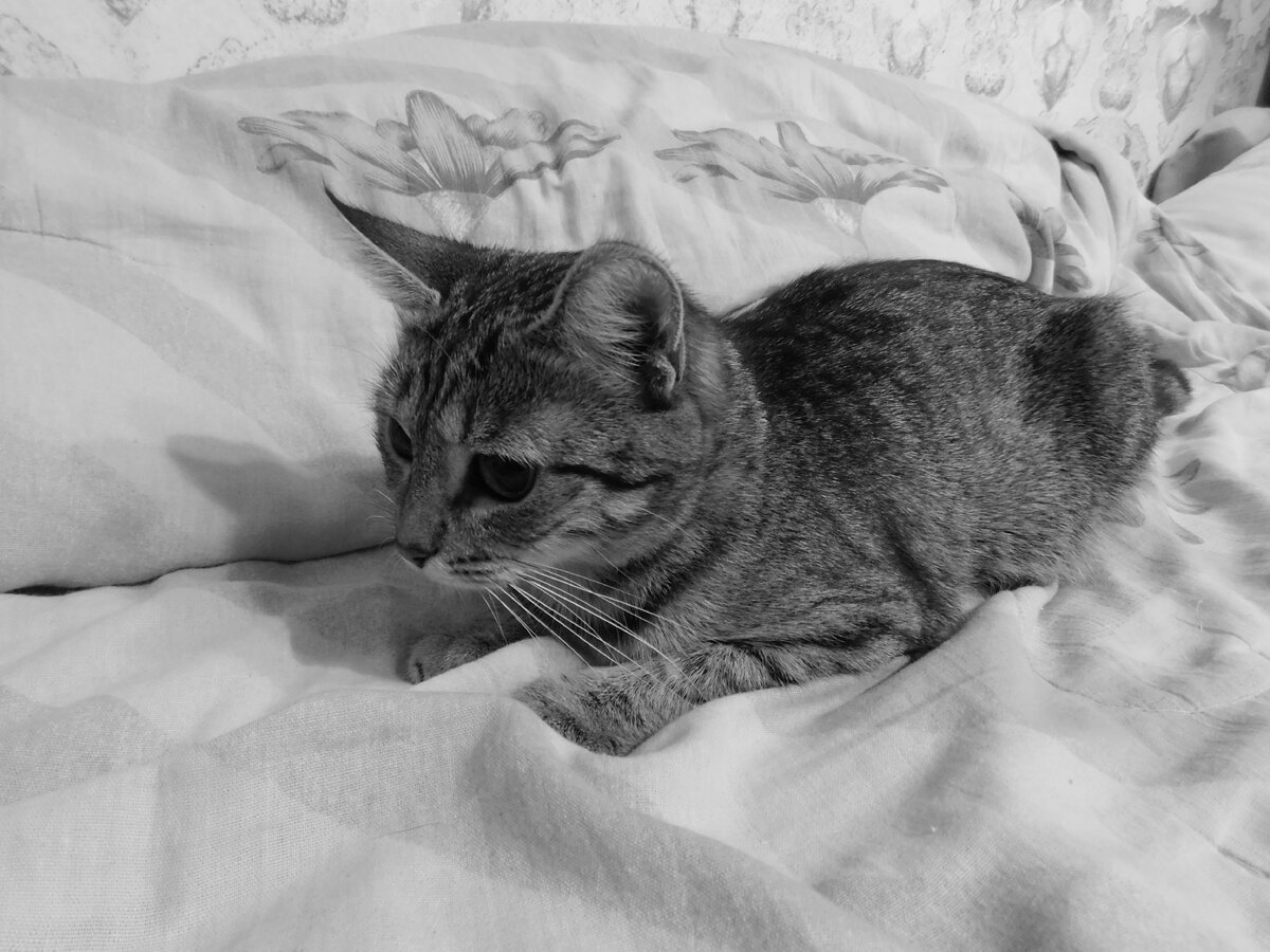 Котя: Что это там такое интересное?