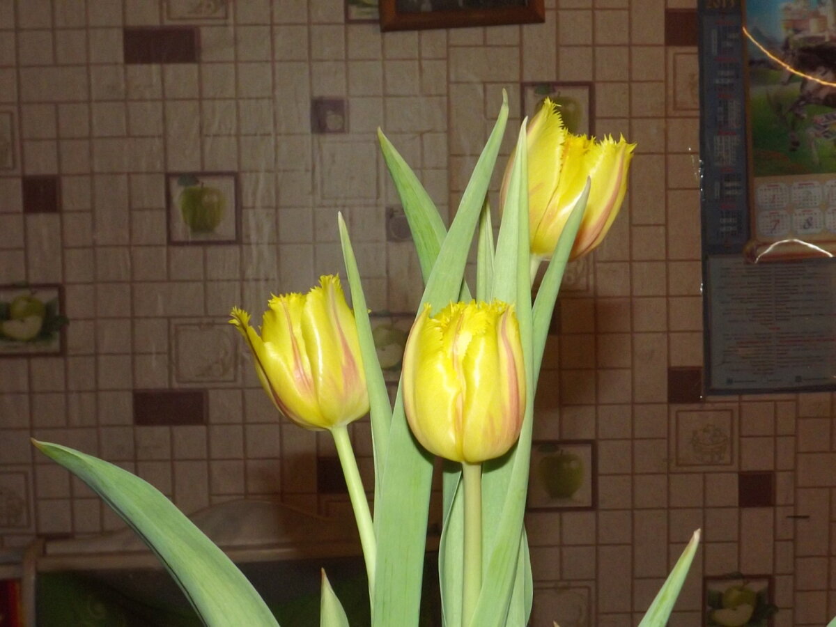 Луковицы,что были на выгонку я рассадила по  небольшим горшочкам по три штуки,тюльпаны и гиацинты ,которые были подписаны,,Садить и в холод".Заглубила всего на две трети,чтоб луковица больше, чем на половину выглядывала  из земли ,это гиацинты,а тюльпаны на глубину луковицы.Поставила в холодильник ,прикрыв газетой.