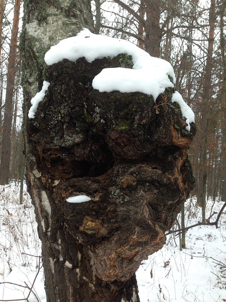 гнилой сувель