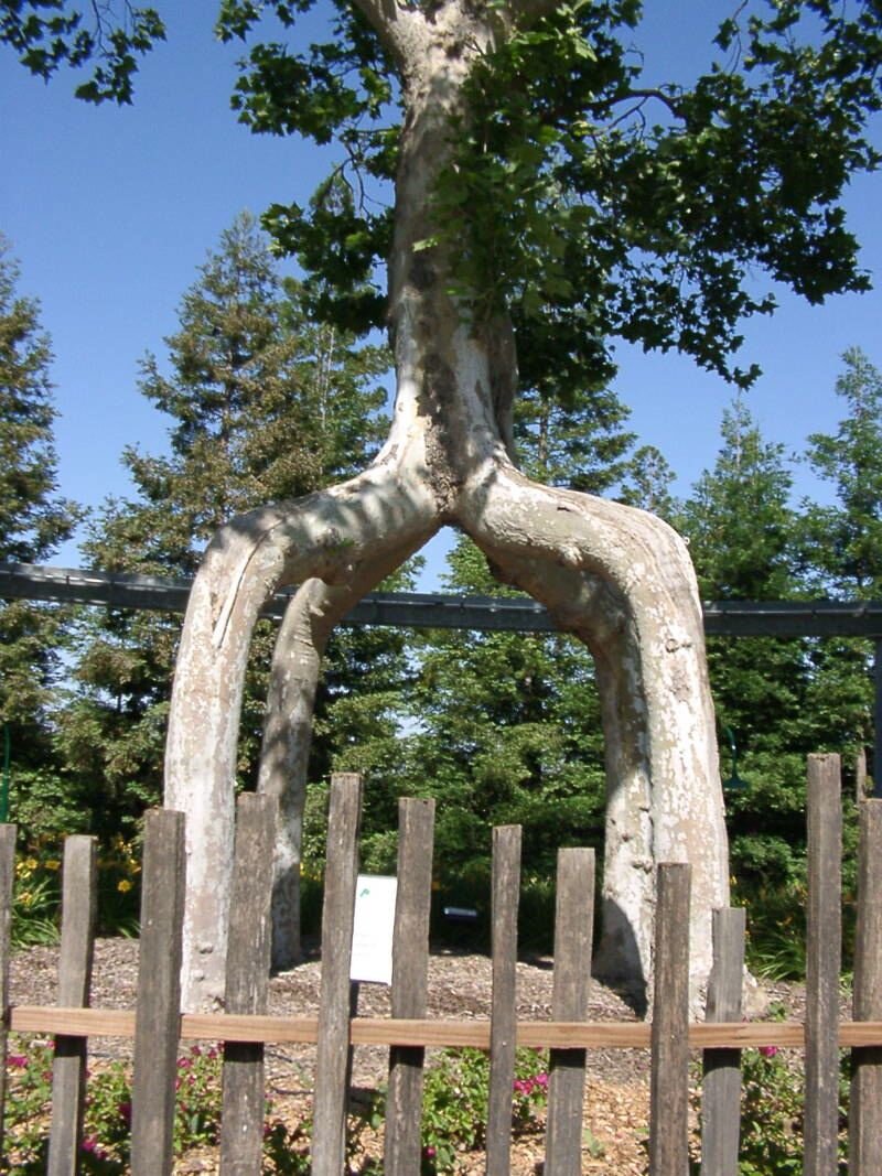 Цирковые деревья