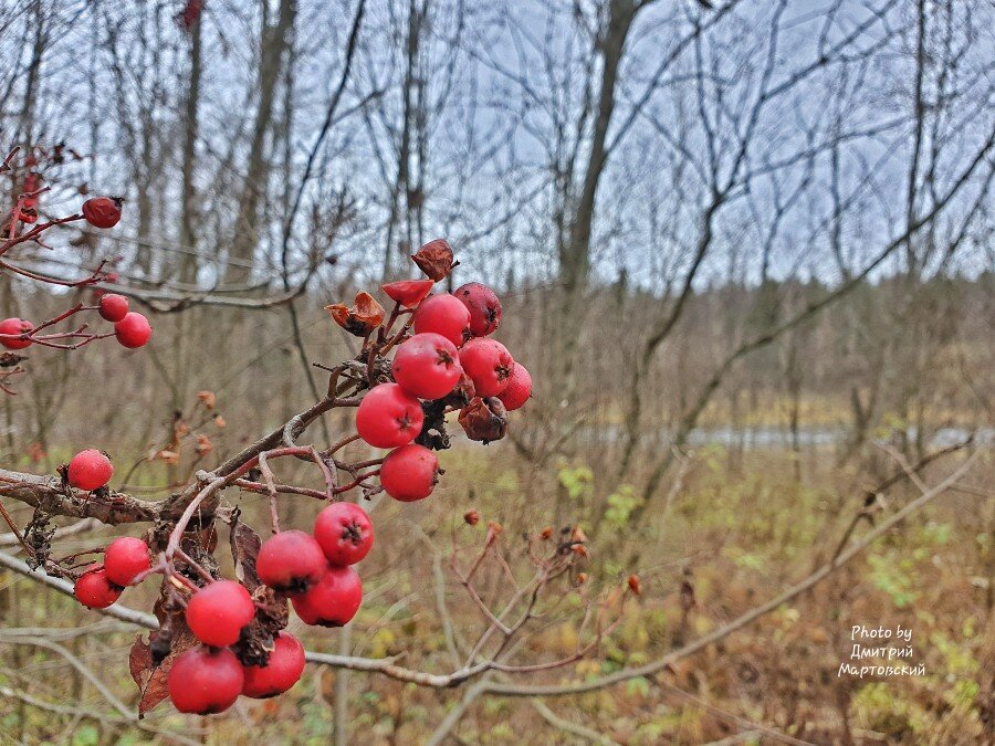 Ягоды рябины последние яркие краски в осеннем лесу ...