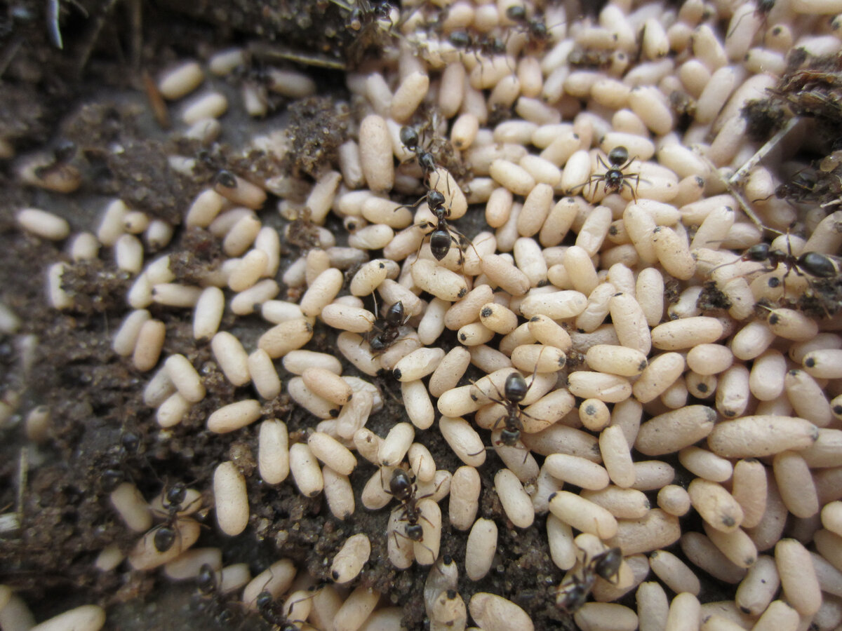 Очередной муравьиный переполох. Подняли плитку на дорожке, а там...