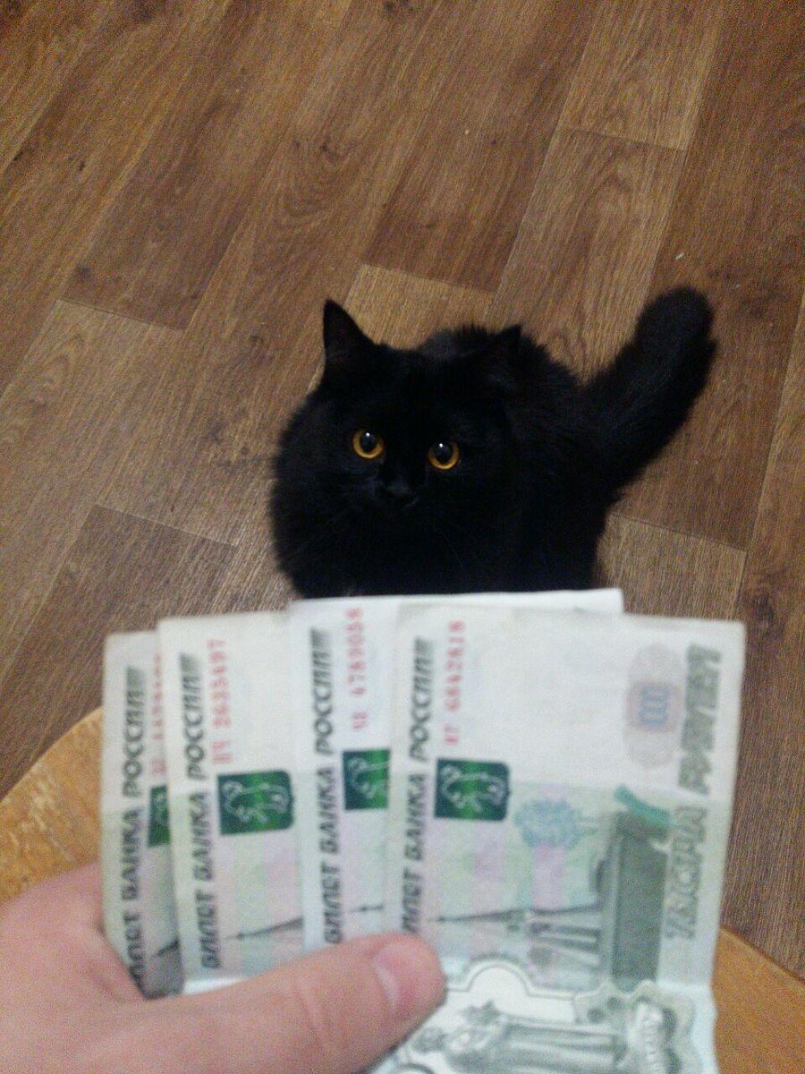 Даже котя хочет начать инвестировать!