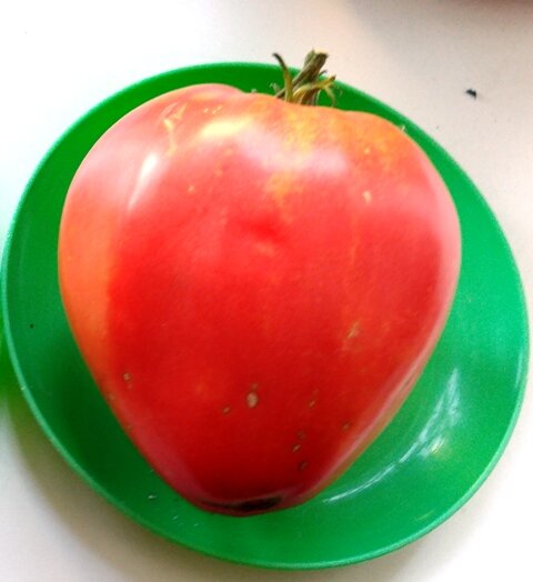 Почему томаты Бычье сердце сажаю каждый год.
