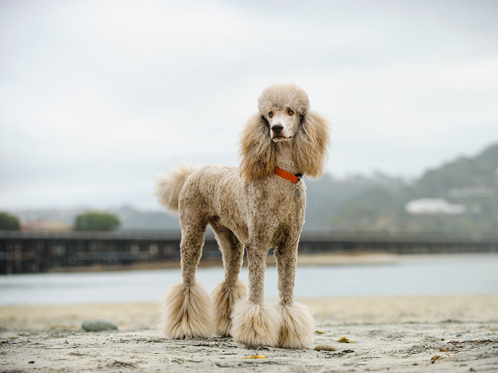 Пудель занимает вторую строчку в списке самых умных собак.