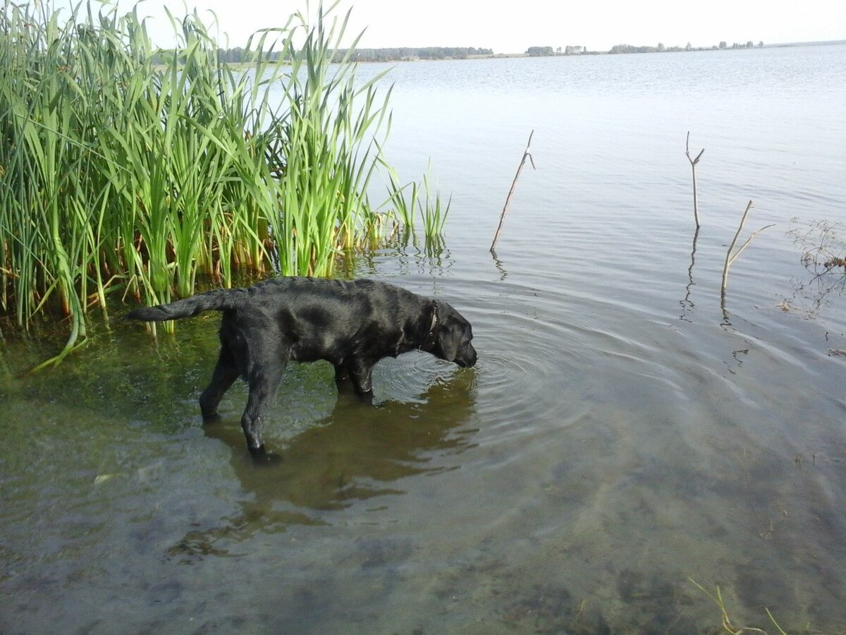 Щенок лабрадора