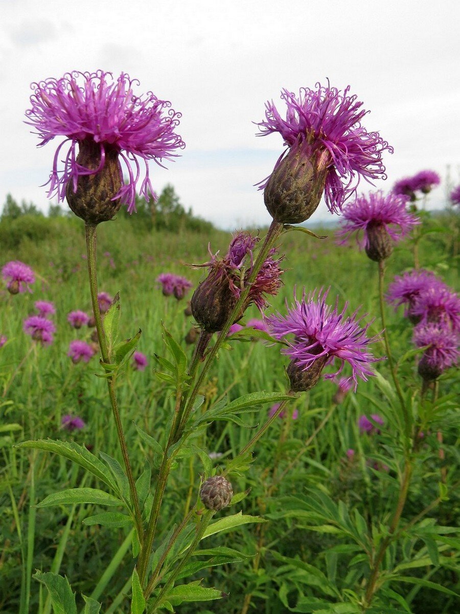 Фото из интернета 