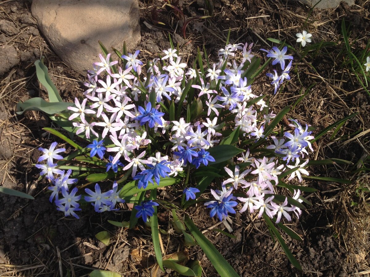 Страдающий цветок. Альпийская хионодокса. Первоцветы хионодокса. Хионодокса подснежники. Хионодокса белая.