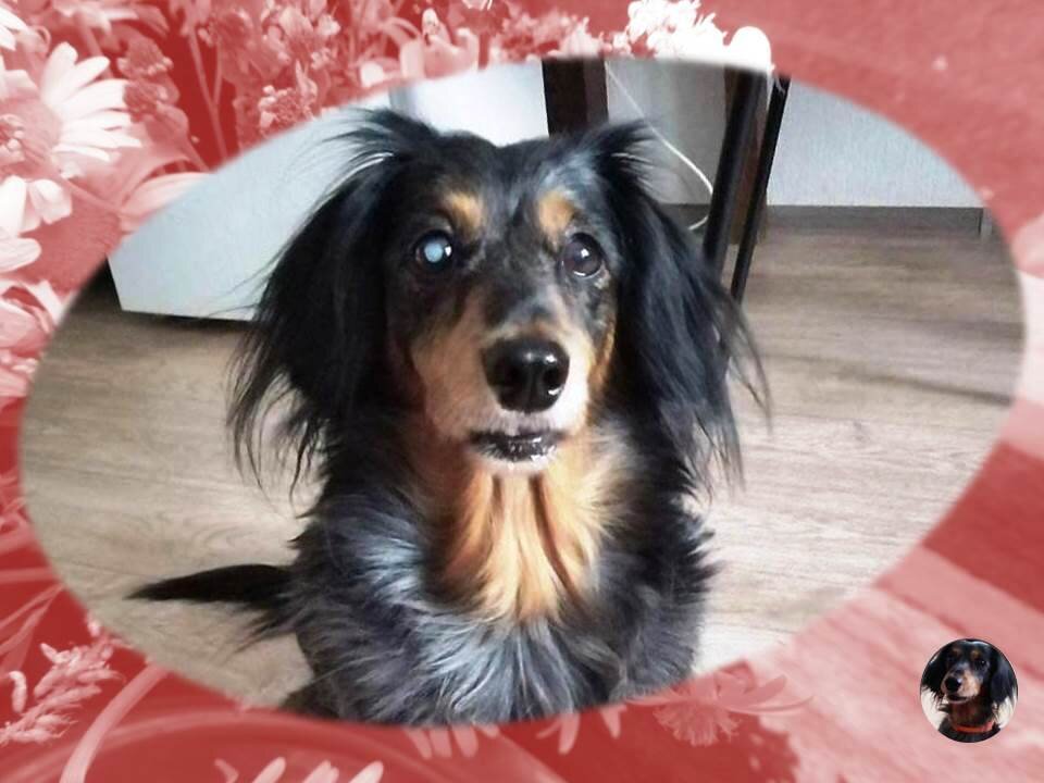 такса Лара, наша красотка