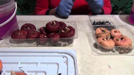 Клубни гладиолуса могут всходить 3-4 года после выкапывания, потом луковицы начинают стареть. Лучше всего использовать в виде материала для посадки клубни, которые еще никогда не цвели. Идеальным вариантом будет подобрать кругло-цилиндрические луковицы, составляющие в диаметре 3-4 сантиметра. Из таких клубней вырастут более здоровые растения.