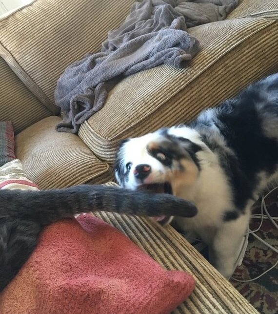 Забавное фото животных "за секунду до...". Источник - Яндекс.Картинки. Подборка - "Мир Фауны" Яндекс.Дзен