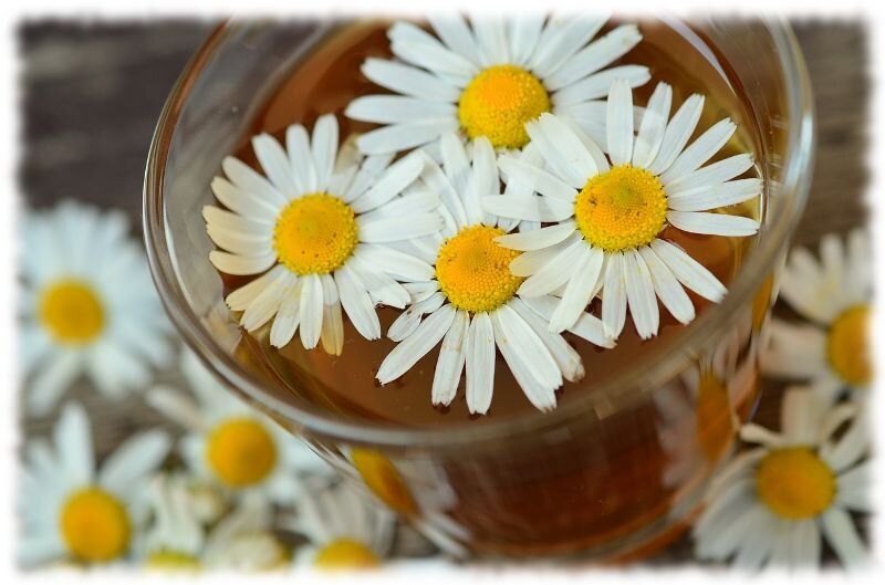 Изображение с сайта https://naychnoe-pitanie.ru/wp-content/uploads/2020/04/romashka.jpg