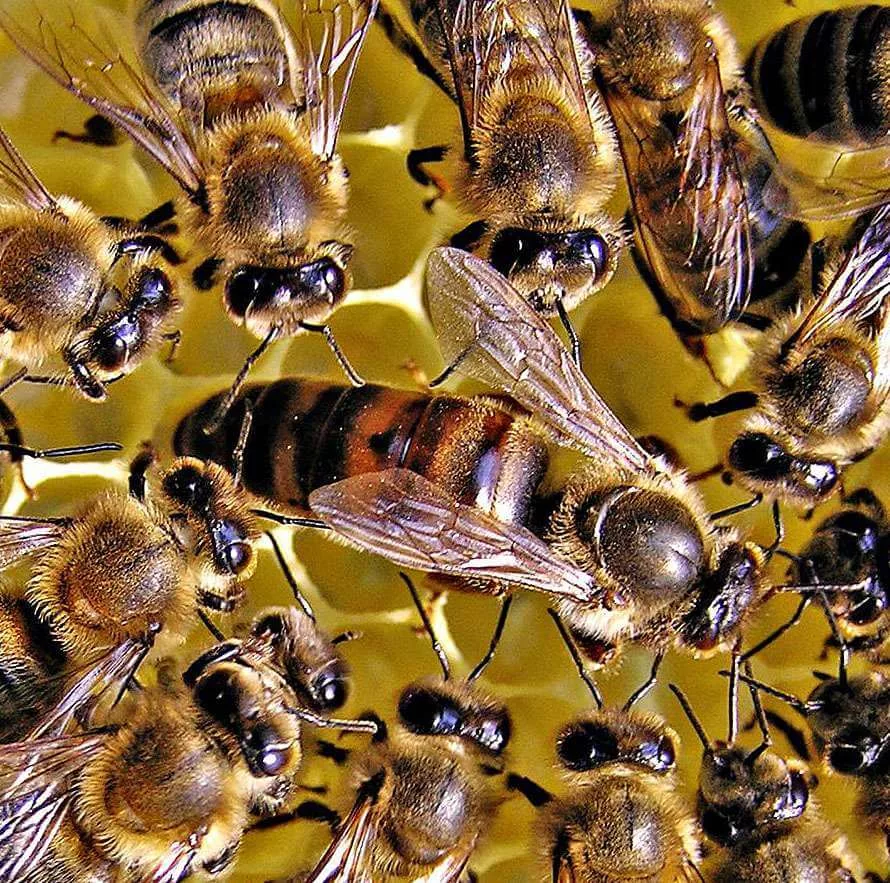  Пчелиная матка