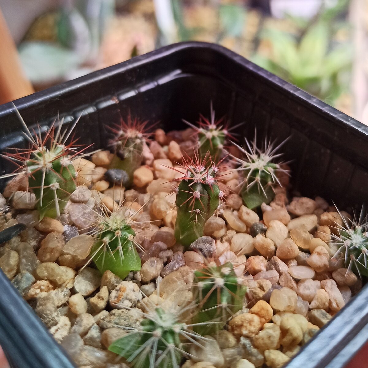 "Забавные ежата" - фото от 11.09.2020