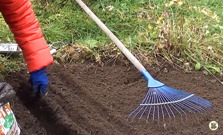 Посадка моркови под зиму