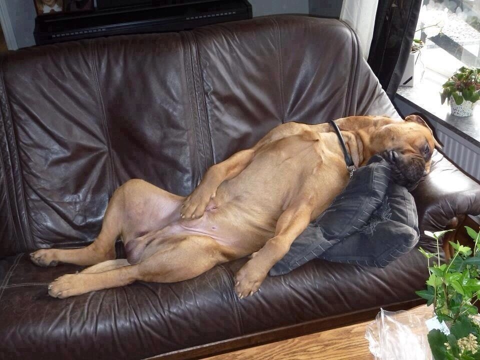 Собака обтирается об диван