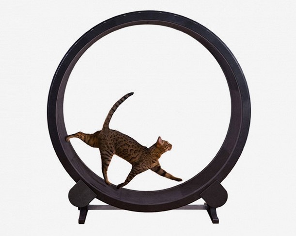 Беговое колесо! 