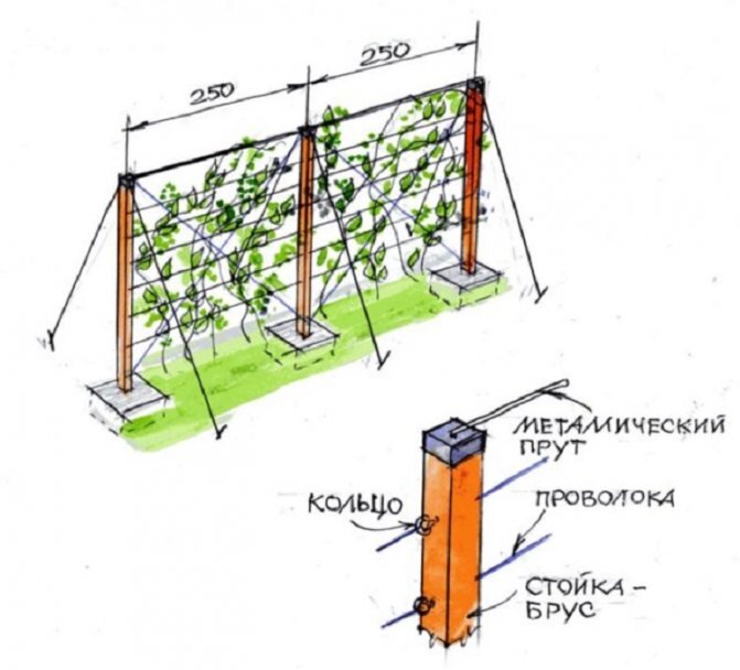 опоры для виноградных кустов