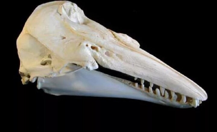 Череп белухи