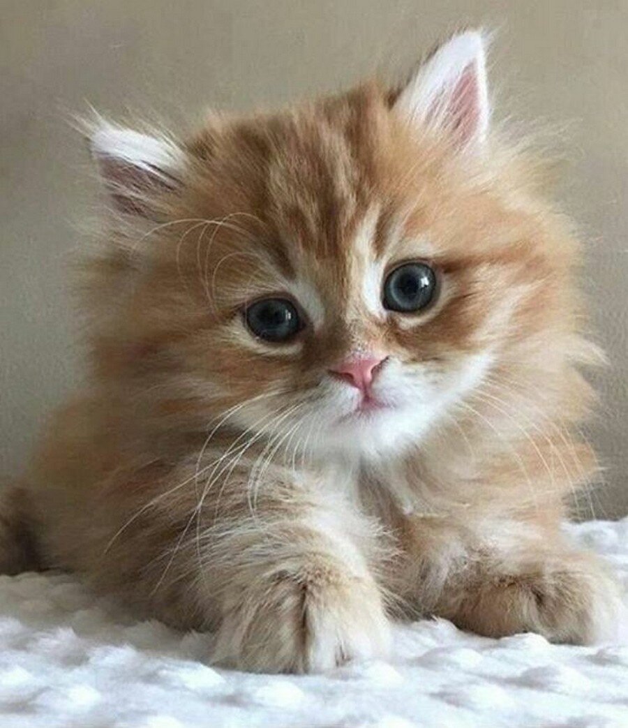 Картинки котят милых и пушистых