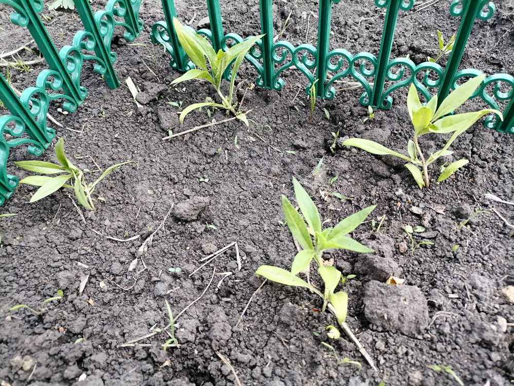 Рассада флоксов Друммонда после высадки, фото автора