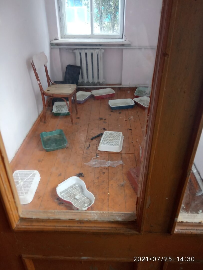 Все лотки по какой то причине были заперты в одной комнате. А в комнате, где обитали кошки, не было ни одного лотка.