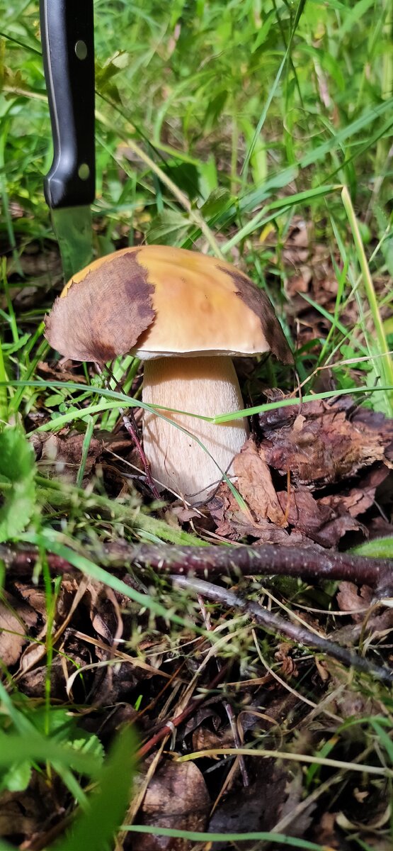 Красавчик мой