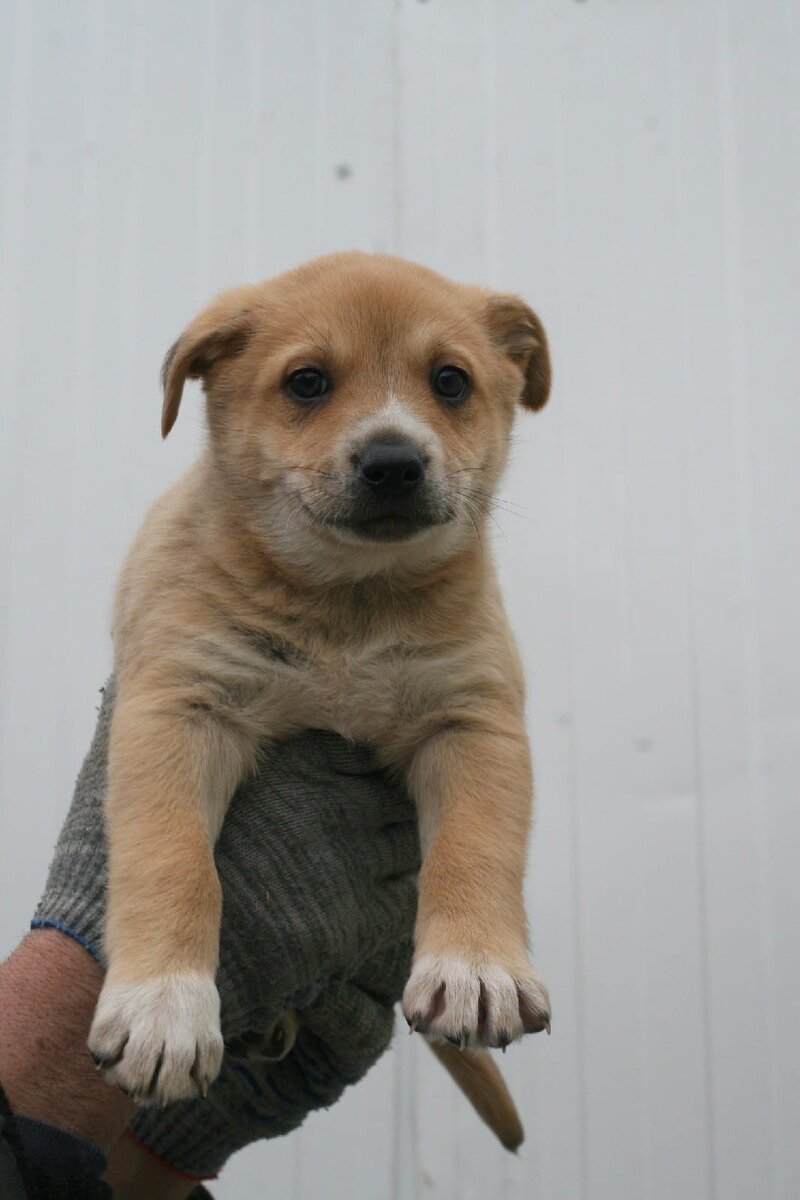 Луиджи в приюте, в своей семье стал Алексом 