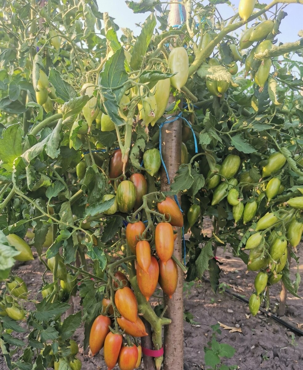 Конфета сладкая сосулька 