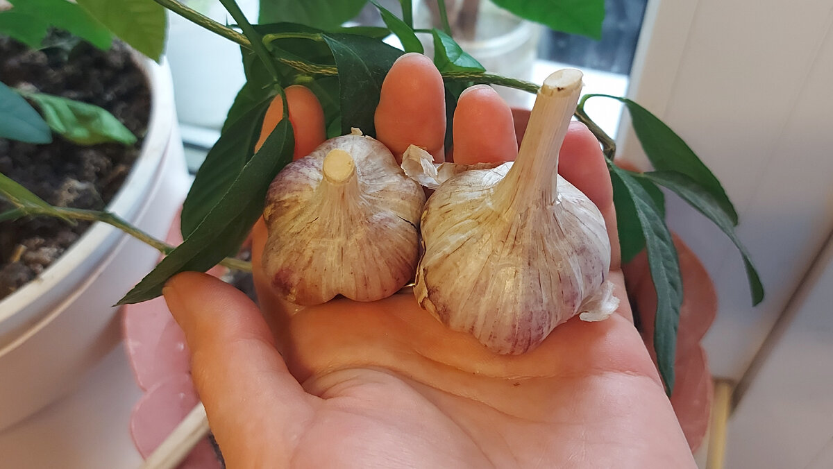 Чеснок прошлого года