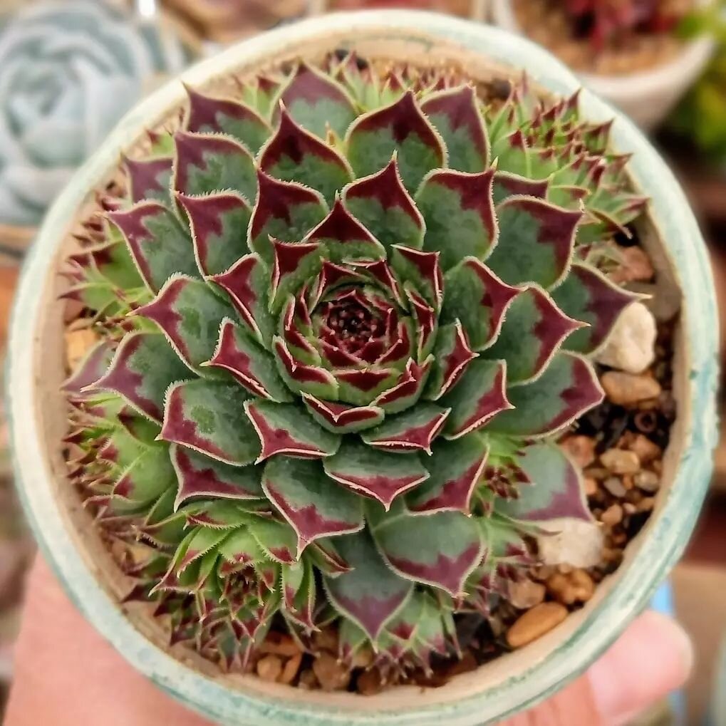 @suculentaxiao