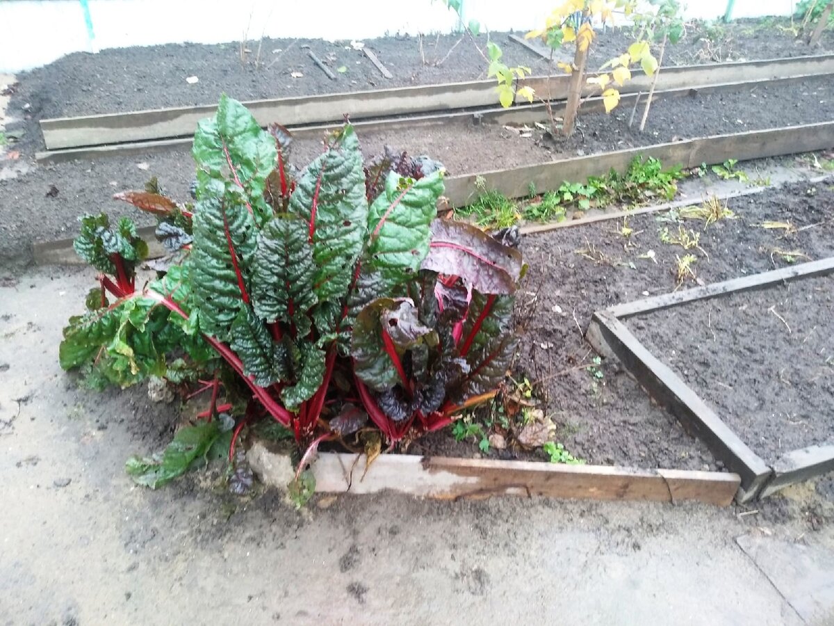 Мангольд на грядке 8 ноября 2021 г.