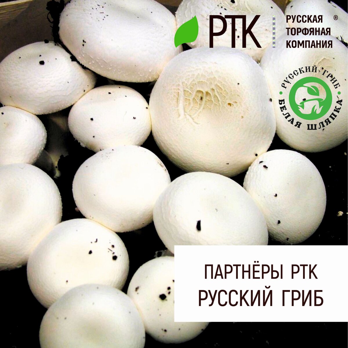 Кого называет партнёрами Русская Торфяная Компания? Тех, для кого слово Русский, не является простым прилагательным. Это люди, болеющие за русскую землю, но болеющие деятельно. Тут нет диванных экспертов и кухонных воинов. Тут люди, знающие своё дело и профессионально делающие его, несмотря на сложности и экономический климат. Люди, знающие чего они хотят. Это победители!
Среди партнёров Русской Торфяной Компании, есть Компания Русский гриб, которая уже более шести лет выращивает грибы для большинства сетевых магазинов России, то есть практически всех нас кормит. Она находится в Краснодарском Крае, но поставляет выращенные грибы почти по всей территории страны. Основными грибами для выращивания являются конечно шампиньоны и вешенки. Эти грибы наиболее востребованы покупателями и наиболее удобны в хранении и транспортировке.

Производственная база компании Русский гриб, оснащена современным вентиляционно-климатическим оборудованием и позволяет при применении передовых технологий собирать урожай круглогодично. В основе производства лежит голландская технология. Технологические процессы осуществляются с полным соблюдением предъявляемых требований без применения вредного сырья сомнительного качества. Русский гриб использует европейский опыт выращивания шампиньонов и европейское сырье, а также привлекает иностранных технологов с целью получения практического опыта для совершенствования собственного производства и увеличения объемов выращиваемого гриба. Современное оборудование, управляемое компьютером, позволяет поддерживать круглосуточно необходимые параметры температуры и влажности, что создает благоприятные условия для выращивания грибов, следовательно - планировать производство и сбыт.
Вся продукция выращена без применения ГМО, добавок, используемых производителями в погоне за объёмами. В ней нет красителей, стабилизаторов, усилителей вкуса и добавок. 
В настоящее время существует много разновидностей шампиньонов. При этом, наиболее привлекательными считаются королевские - самый изысканный вид шампиньона, использующийся в лучших европейских кухнях. В отличие от обычных белых они обладают коричневым оттенком шляпки и крупным размером. Они дольше хранятся и имеют насыщенный аромат. Благодаря большой и мясистой шляпке из королевских шампиньонов можно готовить особенные блюда. Их можно жарить на гриле, запекать, фаршировать.
Грибы вешенки, также производимые Компанией Русский гриб, это ценный продукт, обладающий как лечебными, так и диетическими свойствами. В состав входят белки, незаменимые аминокислоты, полиненасыщенные жирные кислоты, углеводы, минеральные вещества, витамины. Грибы легко усваиваются человеческим организмом.
Насколько это сложные процессы? Задайте себе вопрос: а много ли знакомых вам людей выращивают дома грибы?
Да, бесспорно, это возможно, но заметьте, в промышленных масштабах, это на порядок сложнее. И чтобы делать эту работу, просто необходимо её знать и любить! Этого никогда не поймут те, у кого нет опыта любви к своему труду.
Есть люди, которые не знают как это… А мы знаем! И таких же увлечённых людей узнаём быстро и просто, и нам всегда есть о чём поговорить, и о чём помолчать 😊 Присоединяйтесь!

#партнёрыРТК #русскийгриб #ртк #грибоводство #грунтыРТК
