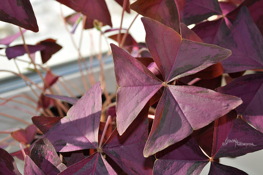 Окрас листьев не однородный