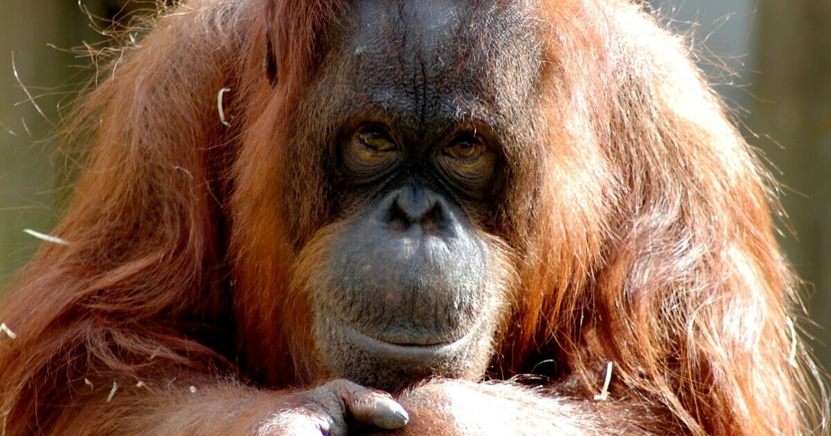 обезьяна орангутанг. суматранский орангутан. обезьяна орангутан. обезьяна орангутан рыжая орангутанг. горилла и орангутанг.