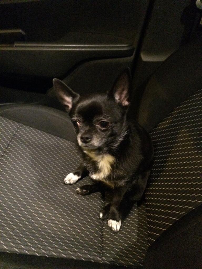 Наша Чихуахуа Ения 