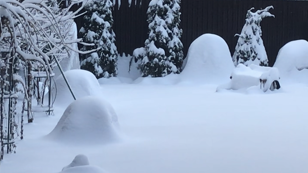Этой зимой, в Подмосковье, все укрытия с розами покрыты снегом 