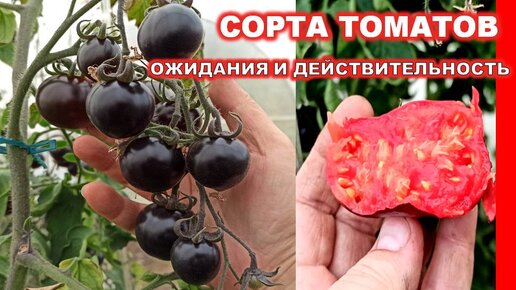 ЭТИ ПОМИДОРЫ В ТЕПЛИЦЕ ПОКАЗАЛИ СЕБЯ НА ВСЕ 100! Сорт томата БЛЮ ПИТТС- любовь с первого укуса 