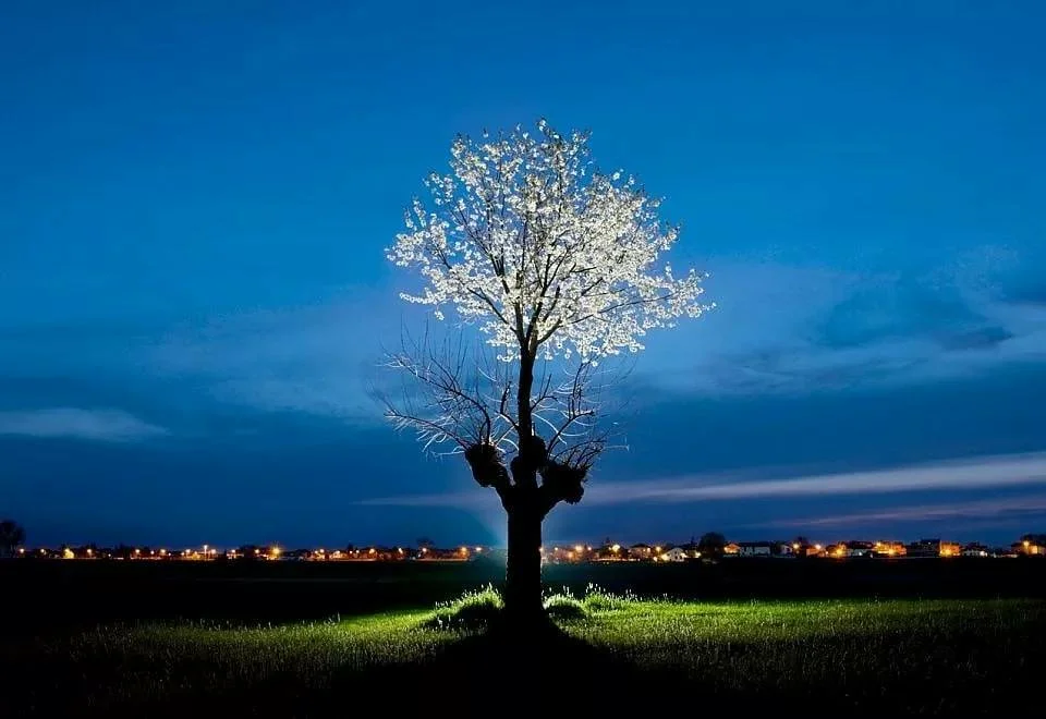 Двойное дерево Касорцо или "Bialbero di Casorzo"