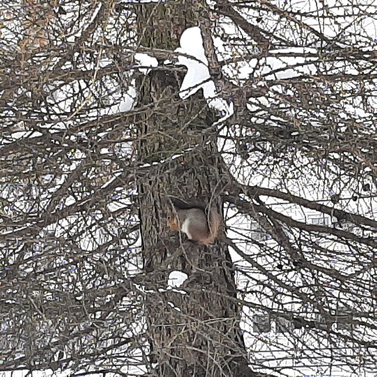 Белка рядом с многоэтажным домом