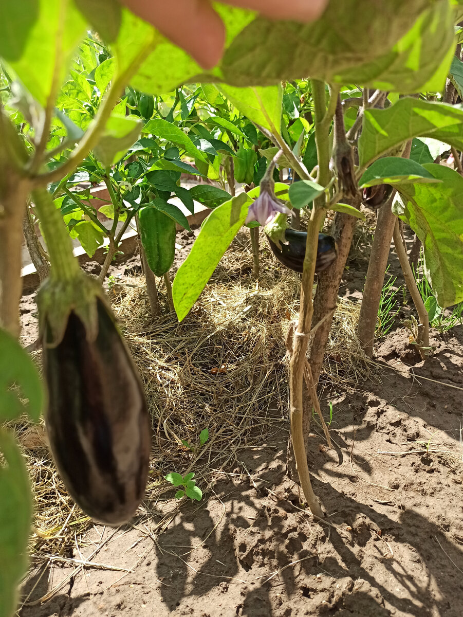 Скоро будем собирать первые баклажаны