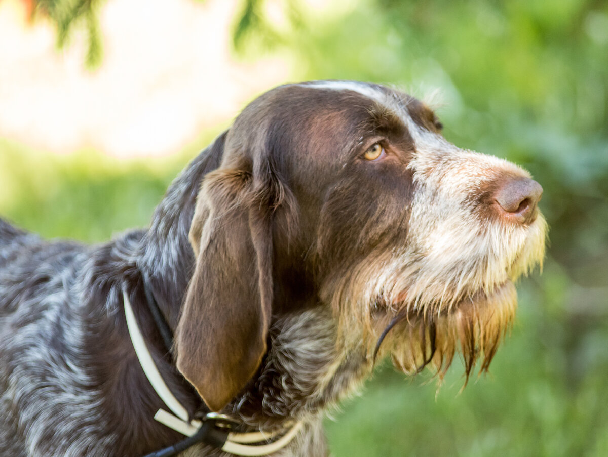 Итальянский спиноне (Фото: https://www.flickr.com/photos/valtanen/35033770113/)