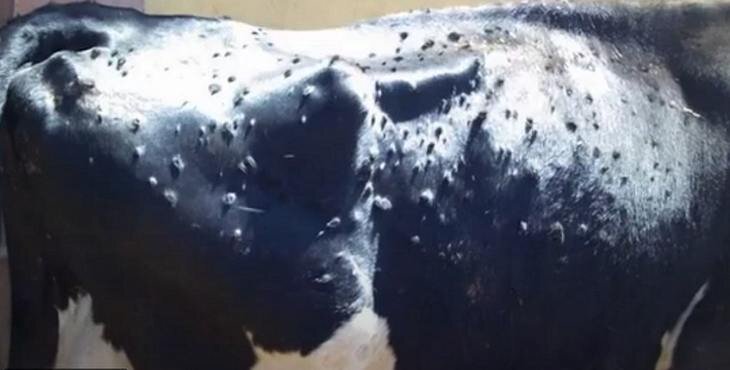    Собственную вакцину от нодулярного дерматита скота разработали в Индии