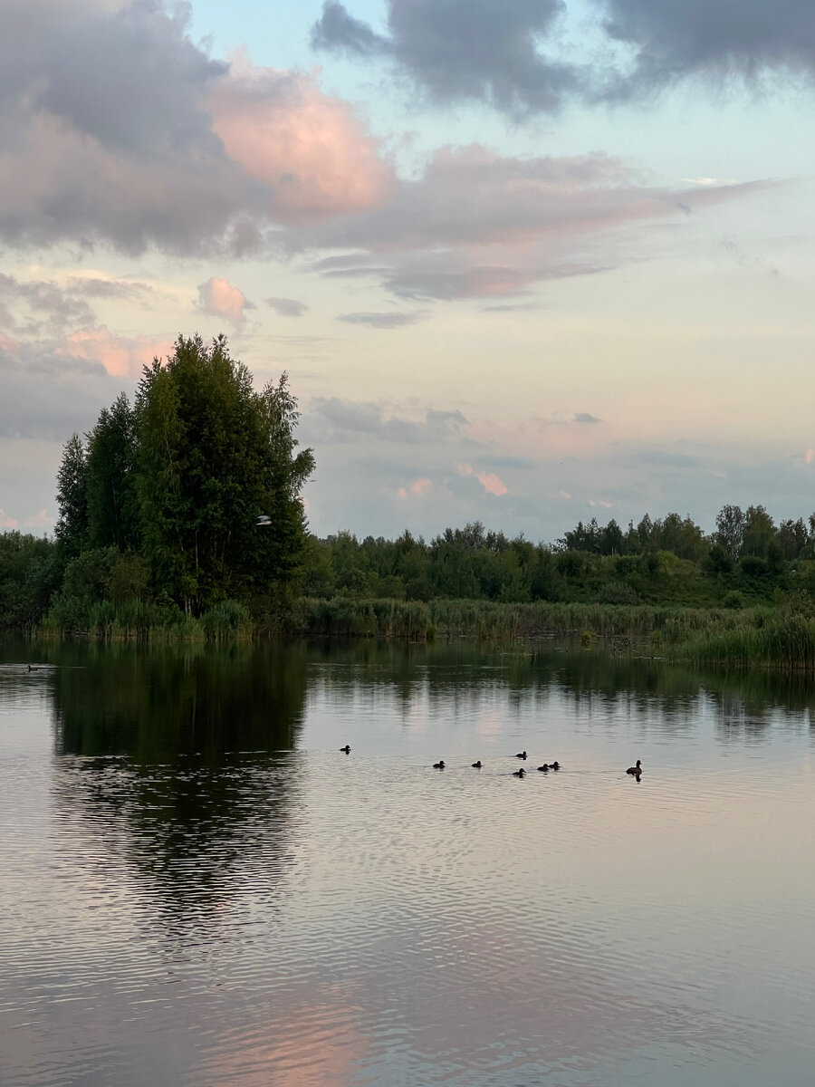Утки на вечерней прогулке 