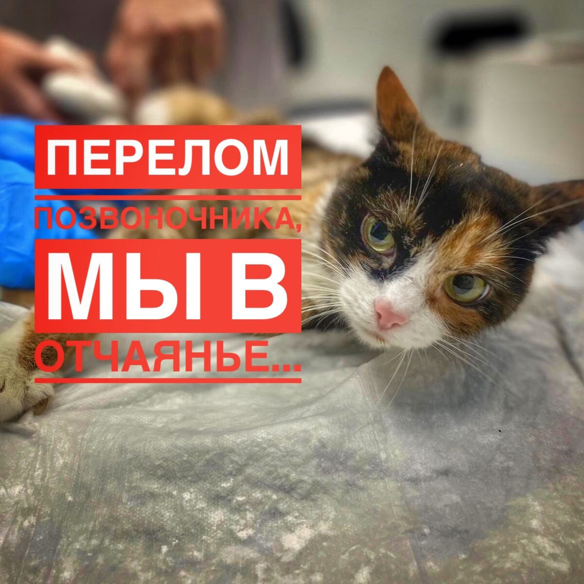 Девочке необходима помощь докторов и... наша с вами!