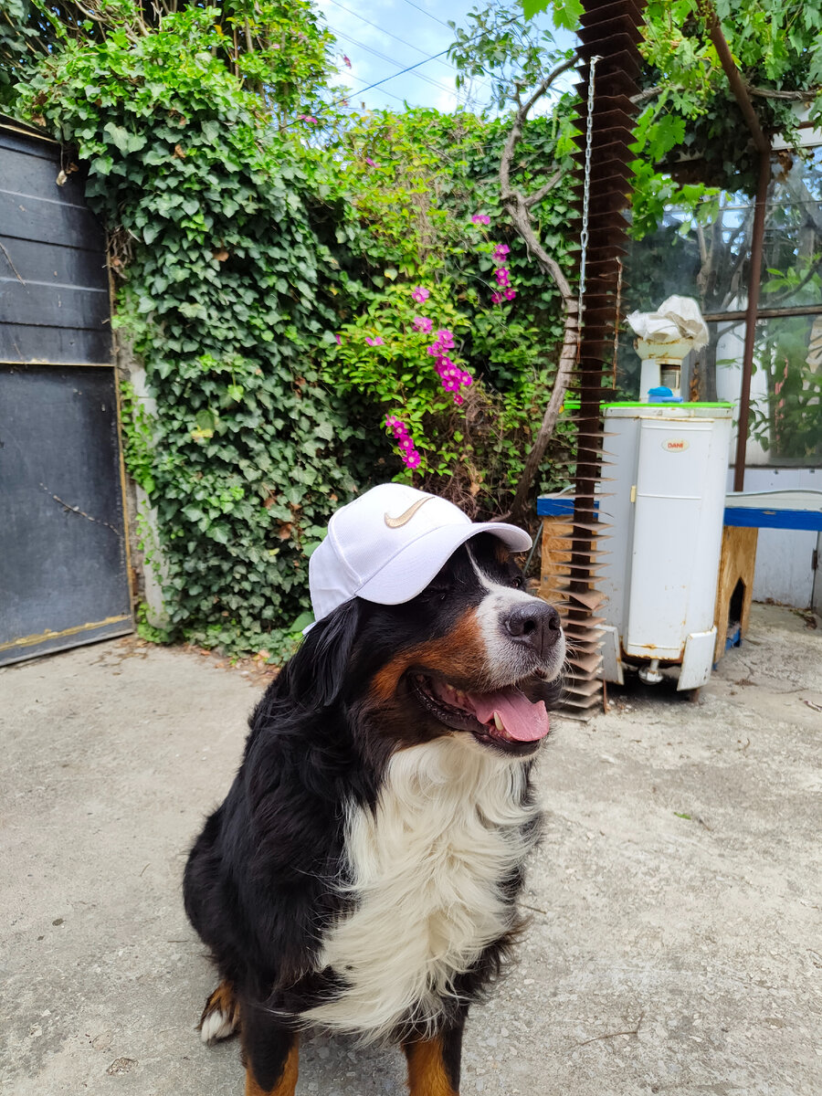 Избегание скачков и стремительного темпа